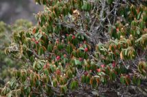 IMG_8423 Rhododendron Knospen.jpg